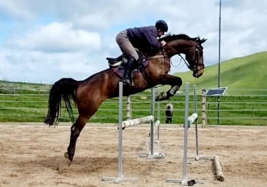 horse horse
