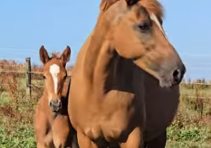 horse