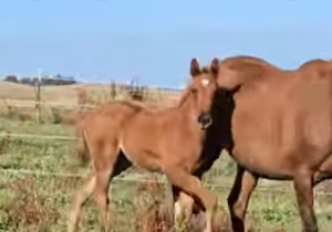 horse