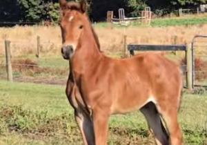 horse
